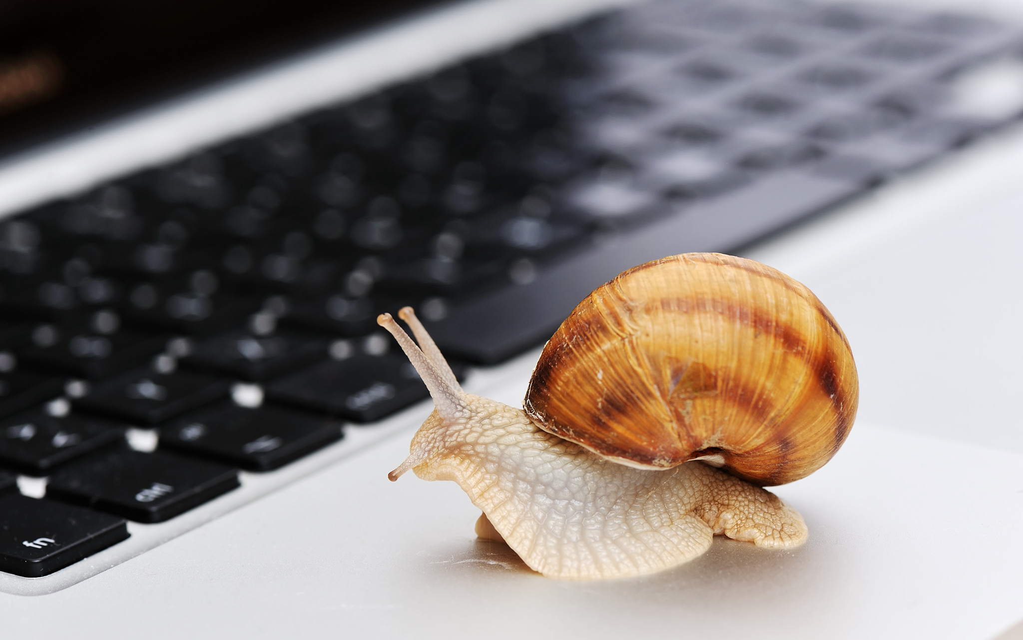 Snail on a desk in front of a keyboard.
