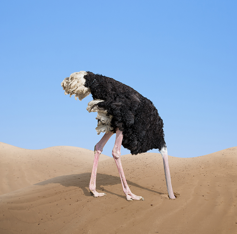 An ostrich with its head buried in sand.